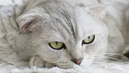 上海最新的高价医保卡惠民保险代扣怎么取消掉了方法分享(上海惠民医保怎么报销教程)