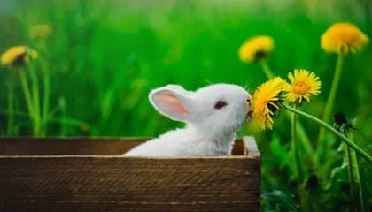 上海最新的高价医保个人账户余额微信查询方法分享(上海医保查询个人账户明细怎么查微信教程)